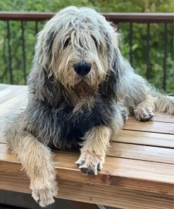 Aesthetic Otterhound Paint By Numbers